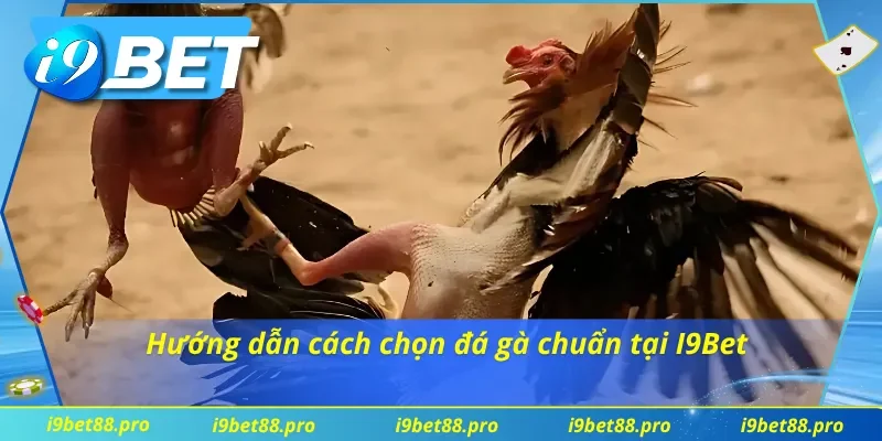 Tìm hiểu cách chọn đá gà trực tuyến hấp dẫn