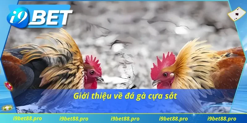 Đôi nét nổi bật về đá gà cựa sắt tại nhà cái